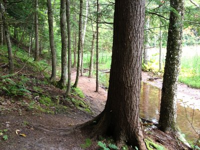 Edwards Trail passing Peepsock Creek