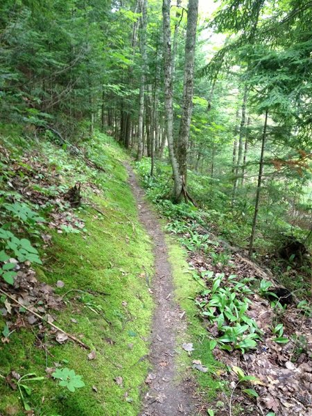 Moss covered side hill on Edwards Trail.