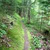 Moss covered side hill on Edwards Trail.