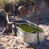 Bathtub Spring in the Ripsey Wash