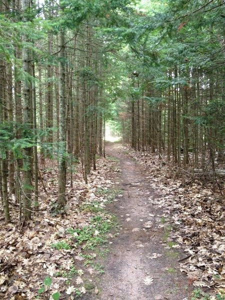 Balsam tunnel on Hillside Trail.