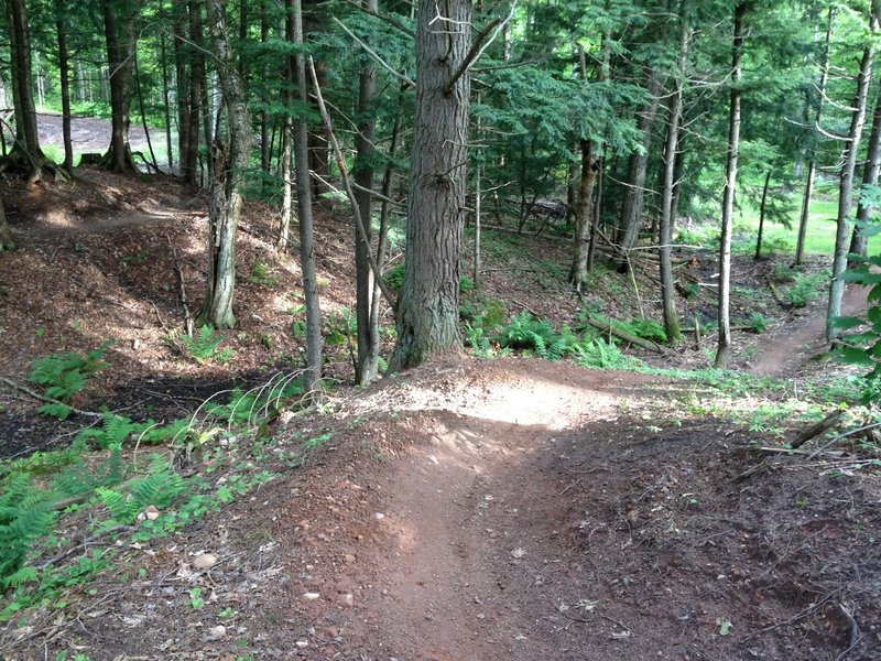 Hemlock shaded berm on Walkabout Trail.