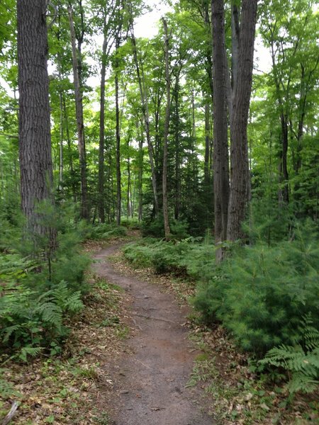 Young and mature white pines on Yew Too Loop.