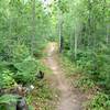 Young yellow poplars along Walkabout Trail.