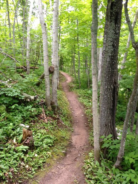 More Hillside Trail flowing along the hillside.