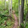 More Hillside Trail flowing along the hillside.