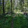 Coal Road at Lone Tree Hill