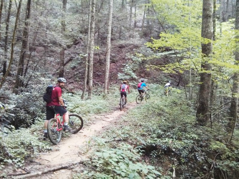 Lovely trail with the sounds of falling water all around you.