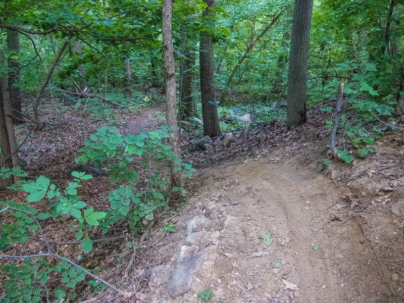 On Coal Road singletrack