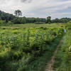 Western Greenway through Rock Meadow Conservation Area.