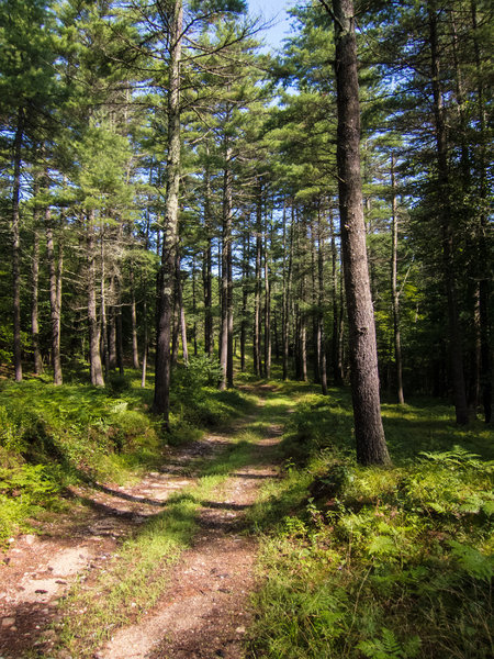 Access Road from Rt 13 in Townsend State Forest