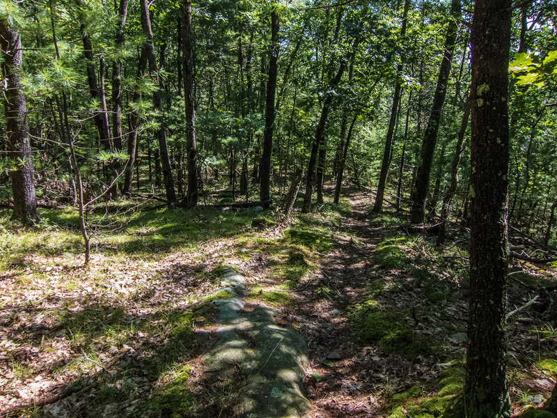 Singletrack on the east side of Townsend SF.