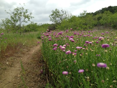 TxSunset wildflowers