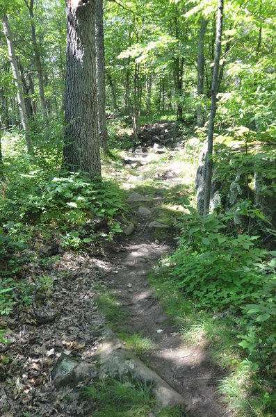 This is the most challenging of the rock gardens at the Woolly trails!