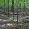 Flowy singletrack on the Wissihickon trail.