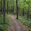 Fast, flowy Wissihickon singletrack.