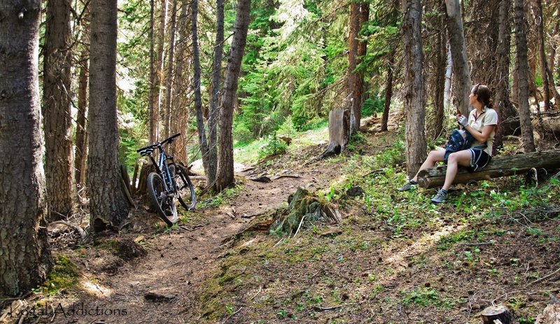 Pitstop'n
<br>
One of the many beautiful forested sections of perfect single track