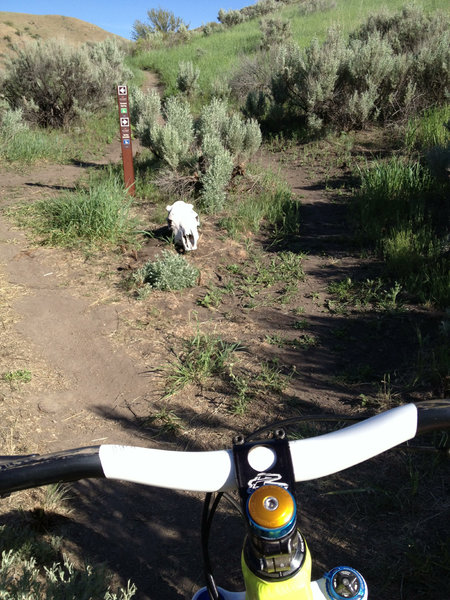 Boneyard Trail marker Avimor