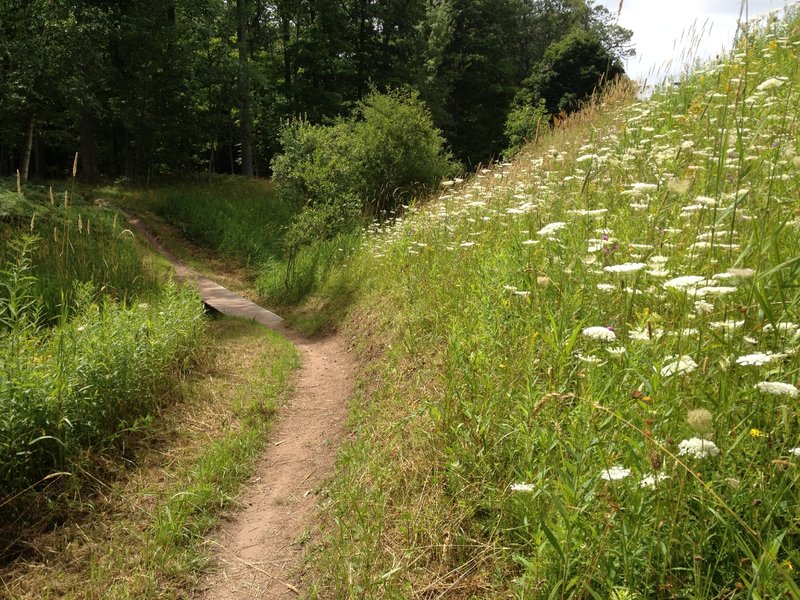 Outer Limits Loop skirts below Sharon Avenue in a bank of wild flowers and crosses the creek.