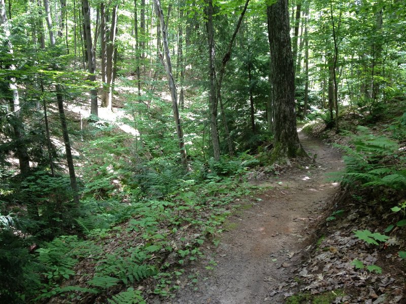 Benched turns over Sandstone Creek.