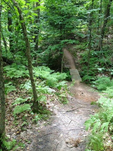 Side stream crossing on Twilight Zone Loop above Peepsock Creek.