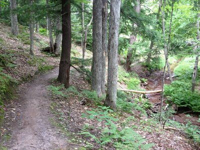 Twilight Zone Loop climbs along Peepsock Creek amid the hemlocks.