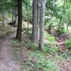 Twilight Zone Loop climbs along Peepsock Creek amid the hemlocks.