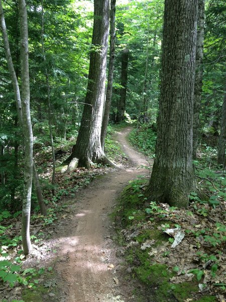 Weaving between the oaks on Twilight Zone Loop