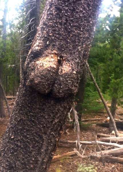 Watch out for the tree butts