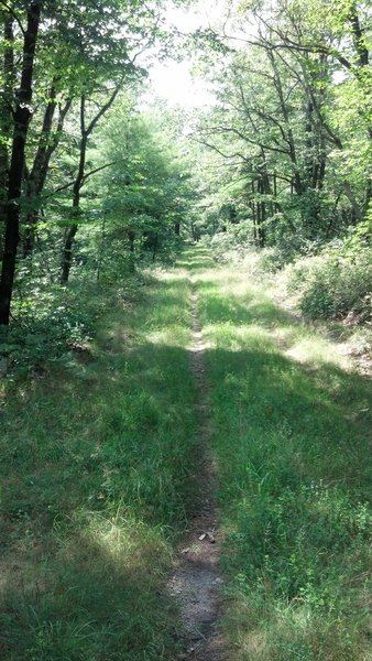 Grassy singletrack