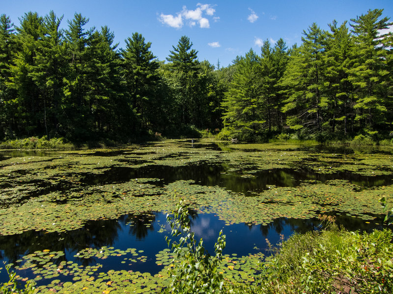 Hall Mountain Marsh