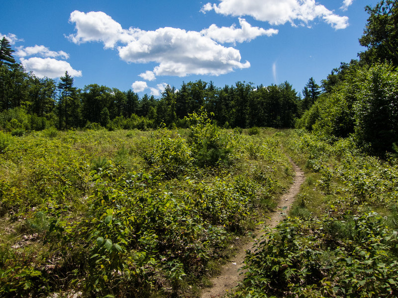 Hall Mountain Singletrack.