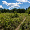 Hall Mountain Singletrack.