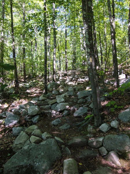 This part of Catamount Shortcut is best done downhill.