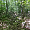 Typical New England singletrack on Chipmunk.