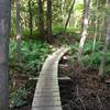 Curving boardwalk over lowlands on Barking Frog Loop