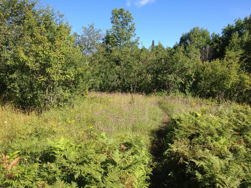 Sunny meadow section of Barking Frog Loop.