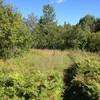 Sunny meadow section of Barking Frog Loop.