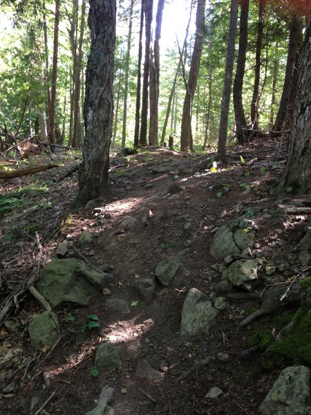 Wooded rocky knob on Barking Frog Loop.