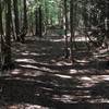 Shaded cedar grove on Barking Frog Loop