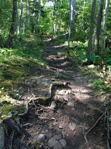 Root-fest on Hairy Toad Loop.