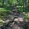 Root-fest on Hairy Toad Loop.