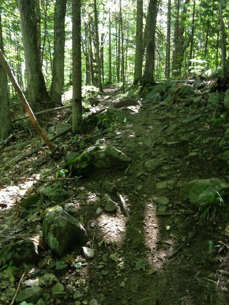 Rocky climb on Hairy Toad Loop.