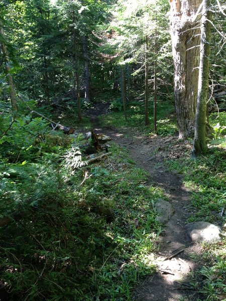 Small woodland clearing on Hairy Toad Loop.