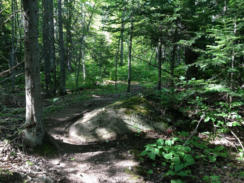 Glacial erratic rollover on Hairy Toad Loop.