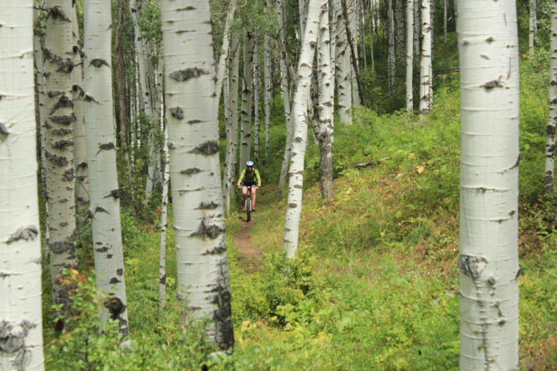 Easy singletrack through beautiful aspens