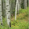 Easy singletrack through beautiful aspens