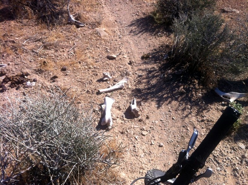 The desert is harsh in summer.....some don't make it through...