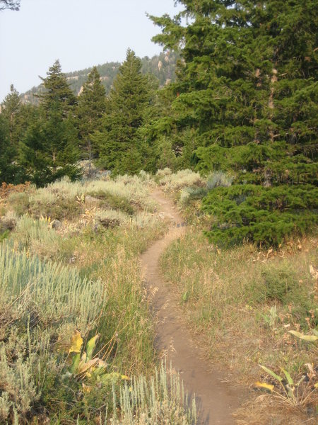 On the upper section of Moose Gulch.