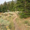 On the upper section of Moose Gulch.